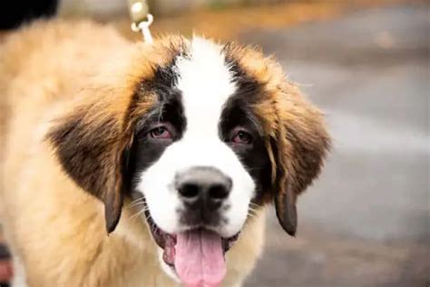 labernard|Lab St. Bernard Mix: Everything About This Gentle Giant